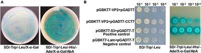 Chaperonin TRiC/CCT subunit CCT7 is involved in the replication of canine parvovirus in F81 cells